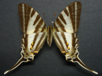 Protographium leosthenes leosthenes - Adult